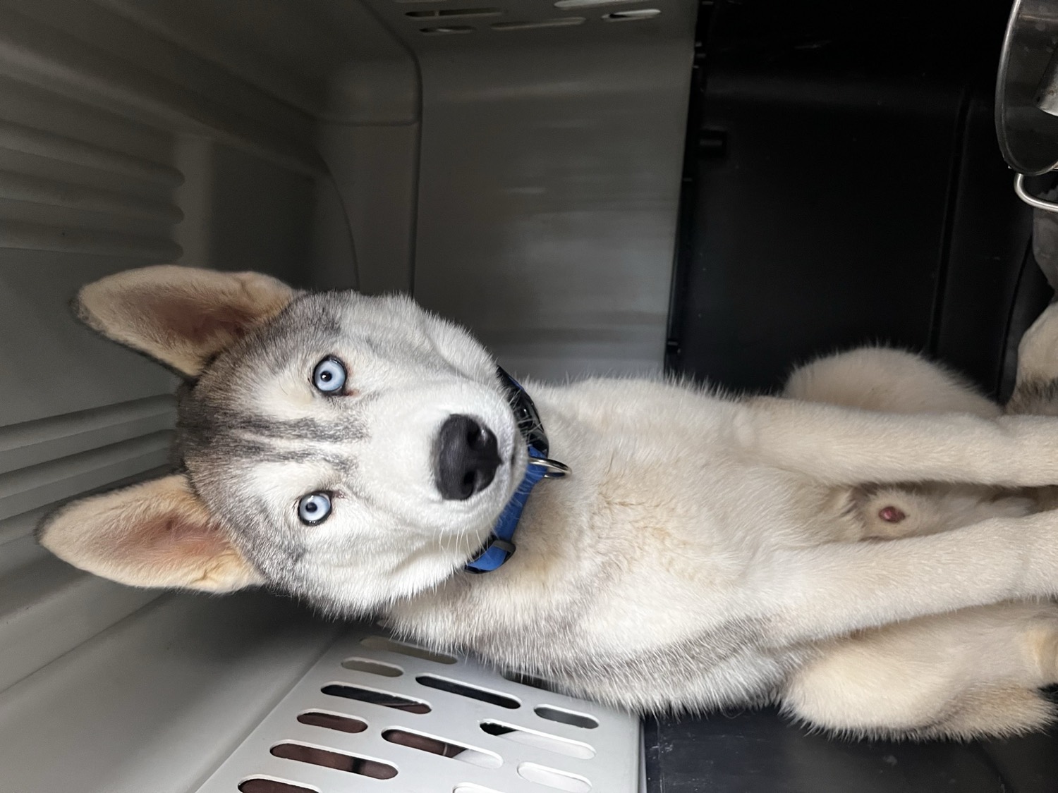 A husky riding comfortably in its own travel kennel with 4Paws On Wheels