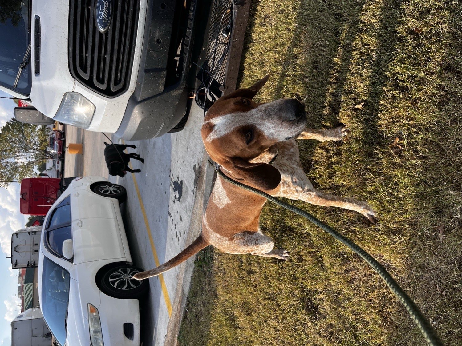 A hound on a leash break beside the 4Paws On Wheels transport van