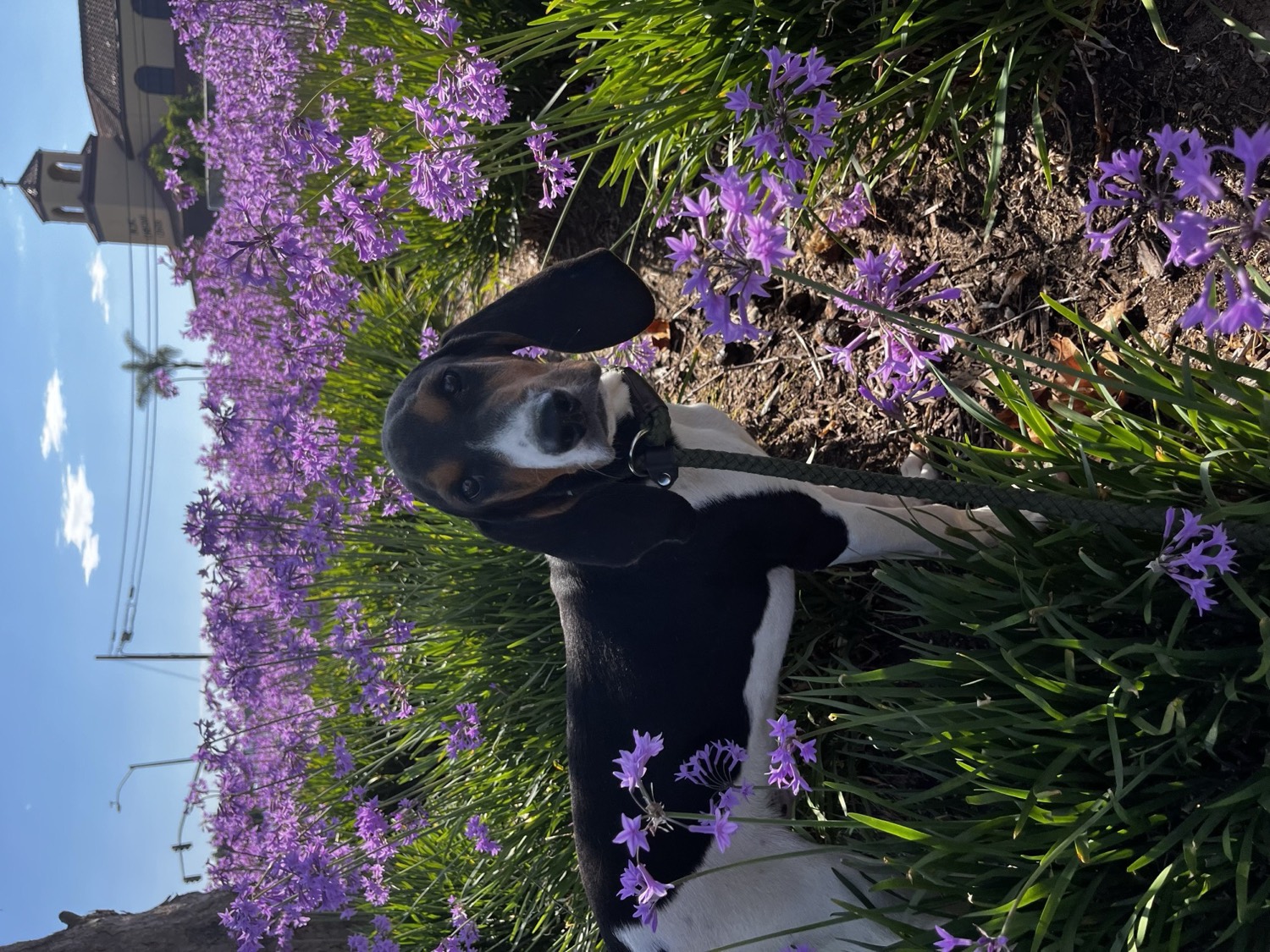 A hound enjoying a walk break among spring flowers during a shared delivery